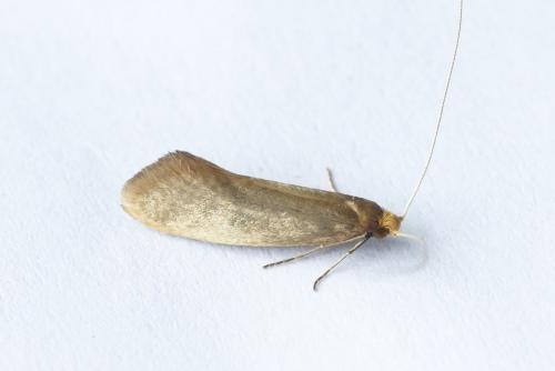 Nematopogon swammerdamella